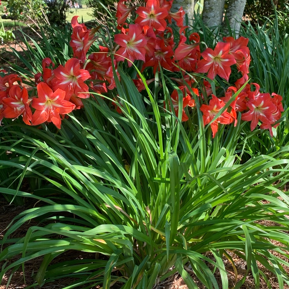 Three StargazerAmaryllis bulbs, flowers can be cut for floral arrangements.